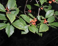 ilex opaca 2.jpg
